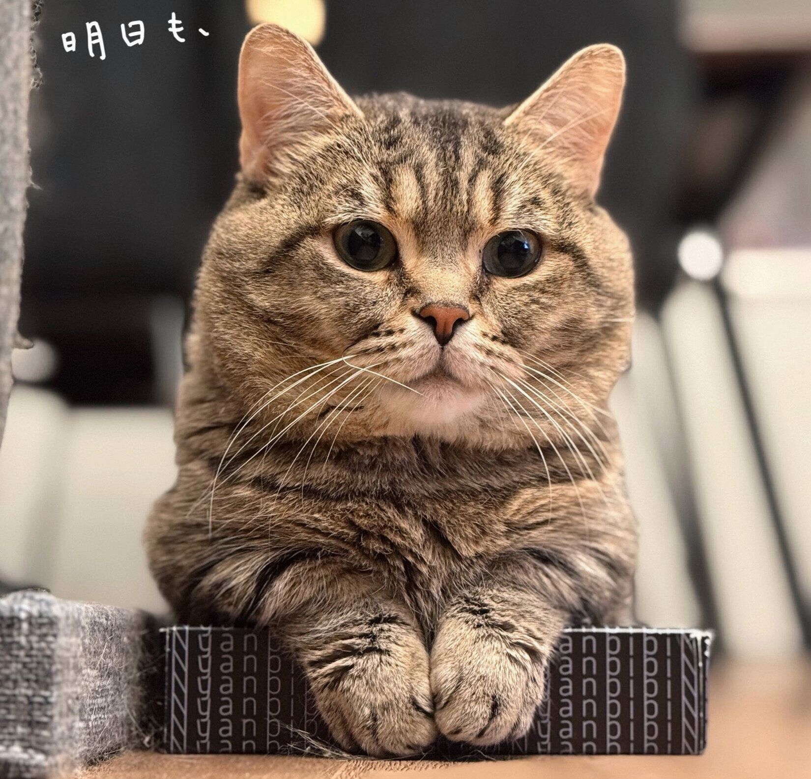 まったりするびすくん