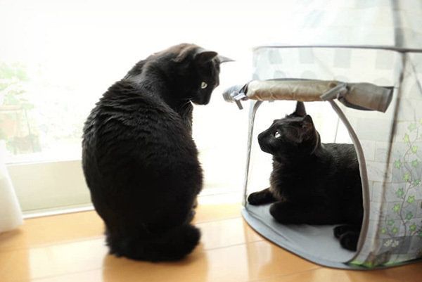 シンクロ黒猫兄弟