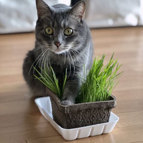 「猫草」ってどんなもの? 猫に与える際に知っておきたいメリット・デメリット|獣医師解説|ねこのきもちWEB MAGAZINE