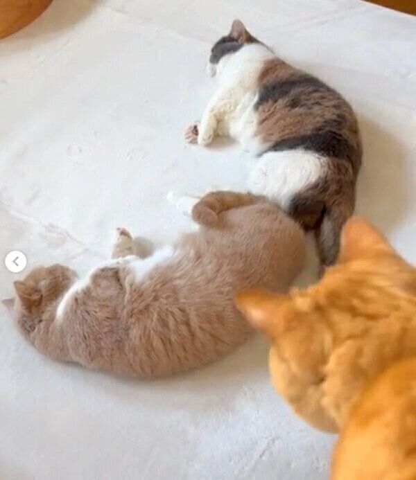 ネネちゃんとララちゃんのことを見つめるココちゃん