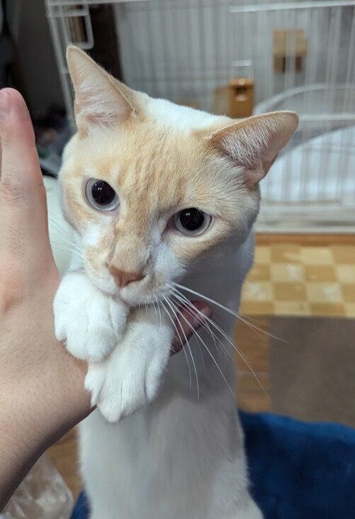 飼い主の手に前足を乗せる猫