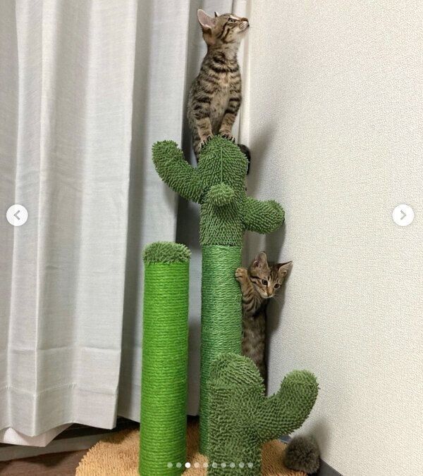 仲良く遊ぶユンユンくん、ヤンヤンくん