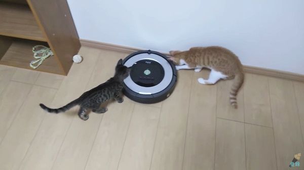 ルンバに近づく猫