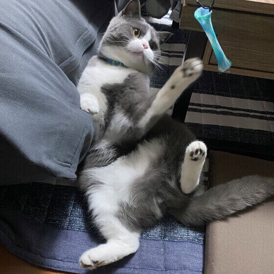 ブリティッシュショートヘアの路空くん