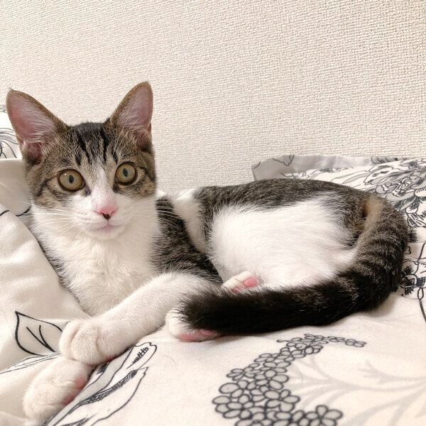 くつろぐあめくん