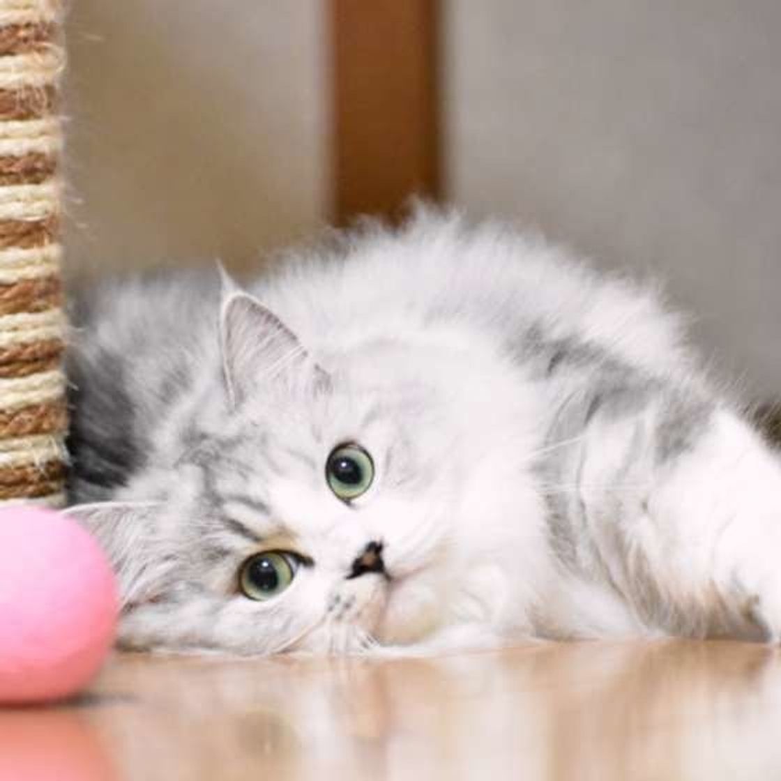 飼い主さんがハンドクリームを使うことの猫への悪影響は ねこのきもちweb Magazine 飼い主さんがハンドクリームを使うことの猫への悪影響は ねこのきもちweb Magazine