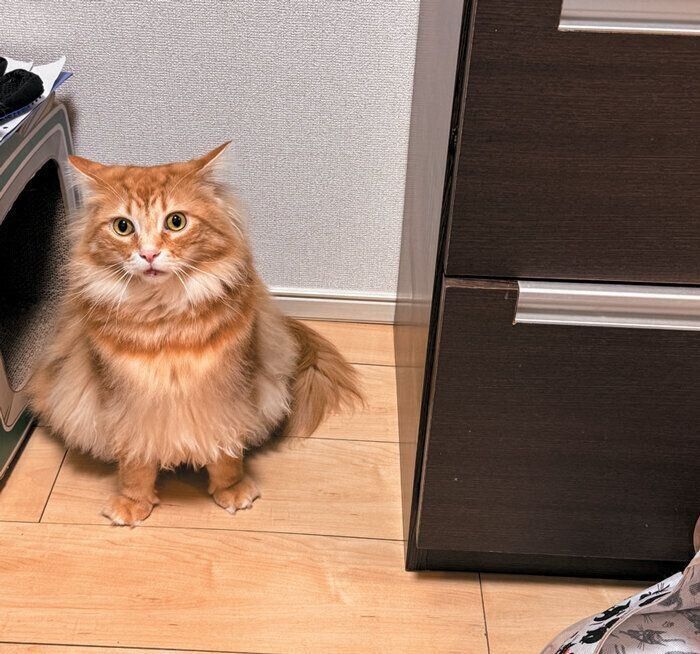 引き出しの前で待つナポリくん