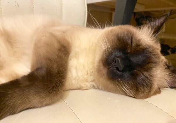 眠るなみちゃん