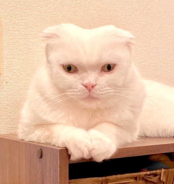 ブラッシング後、別猫のような姿になってしまったむくちゃん