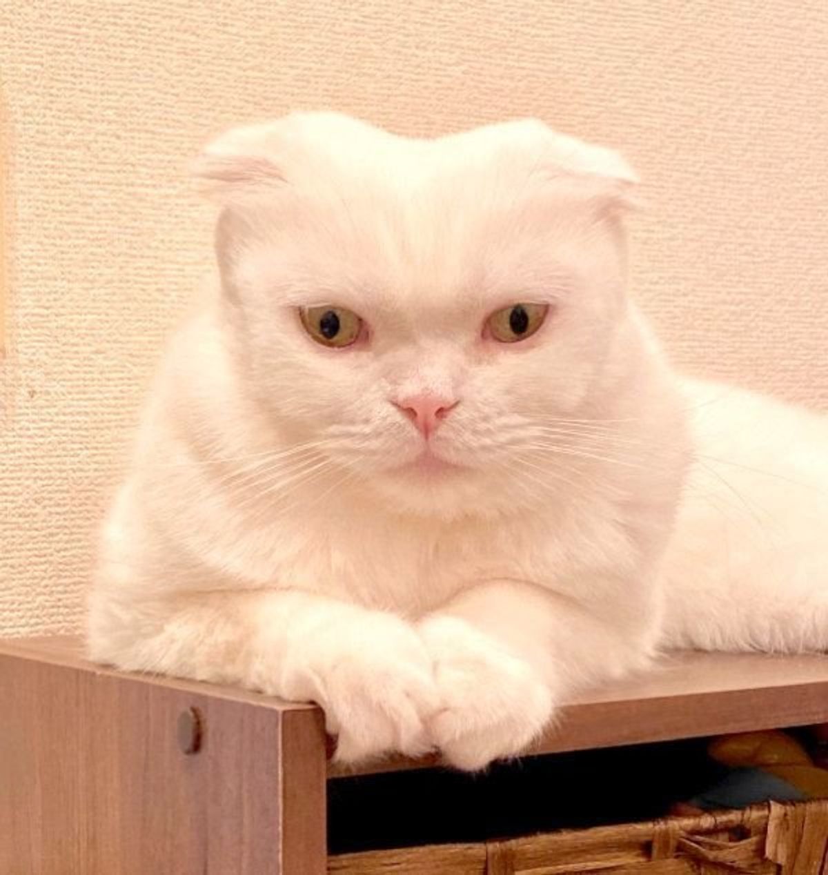 新種の生物 ほほ毛って大事 と実感したブラッシング後の猫の姿とは ねこのきもちweb Magazine