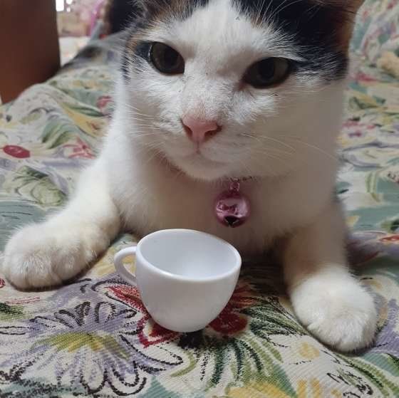 おもちゃで遊ぶミケ猫