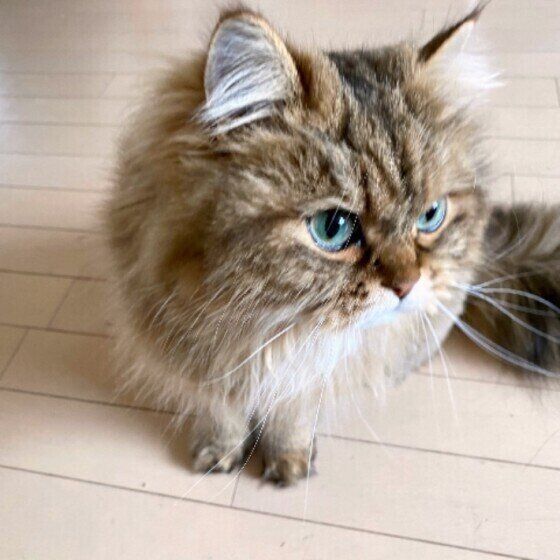 見つめるサイベリアン