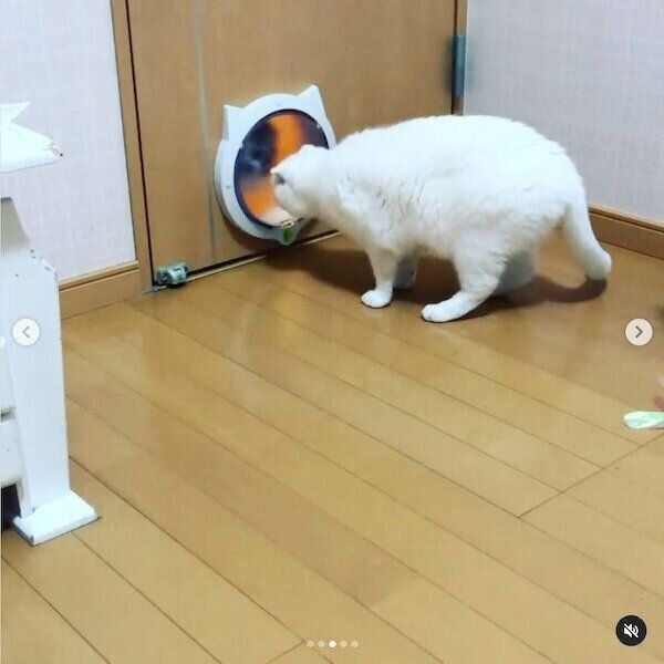 猫のペットドア