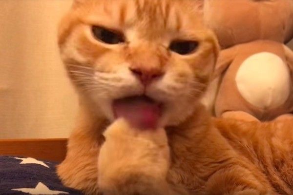前足をなめるのが好きなニャンコ