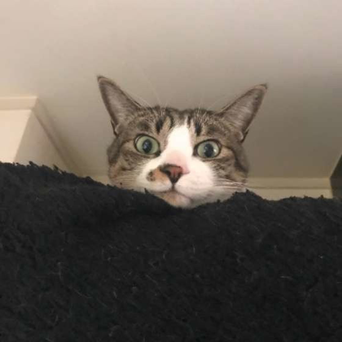 意外な理由も 猫が寒い場所で眠りたがるときに考えられる異変 ねこのきもちweb Magazine