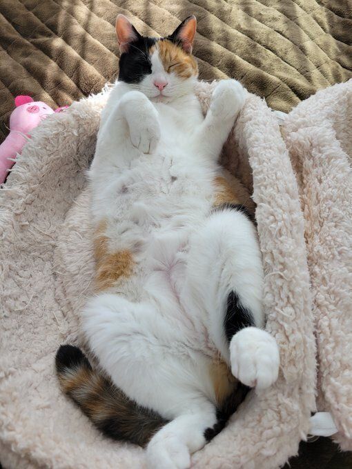 くつろぐ神楽ちゃん