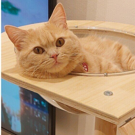 マンチカンのももちゃん