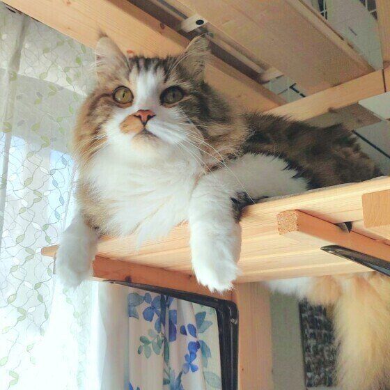 スコティッシュフォールドの絆くん