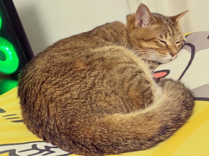 眠っている猫