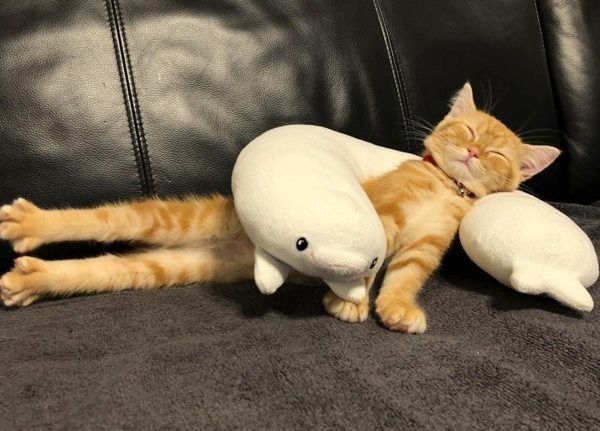 茶トラのhanaちゃん