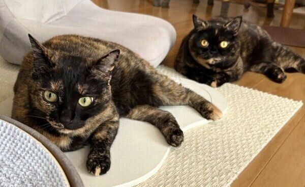 シンクロポーズで仲良しなよもぎちゃん、めいちゃん