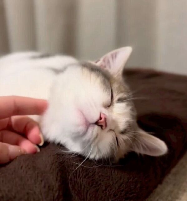 気持ちよさそうなチノちゃん