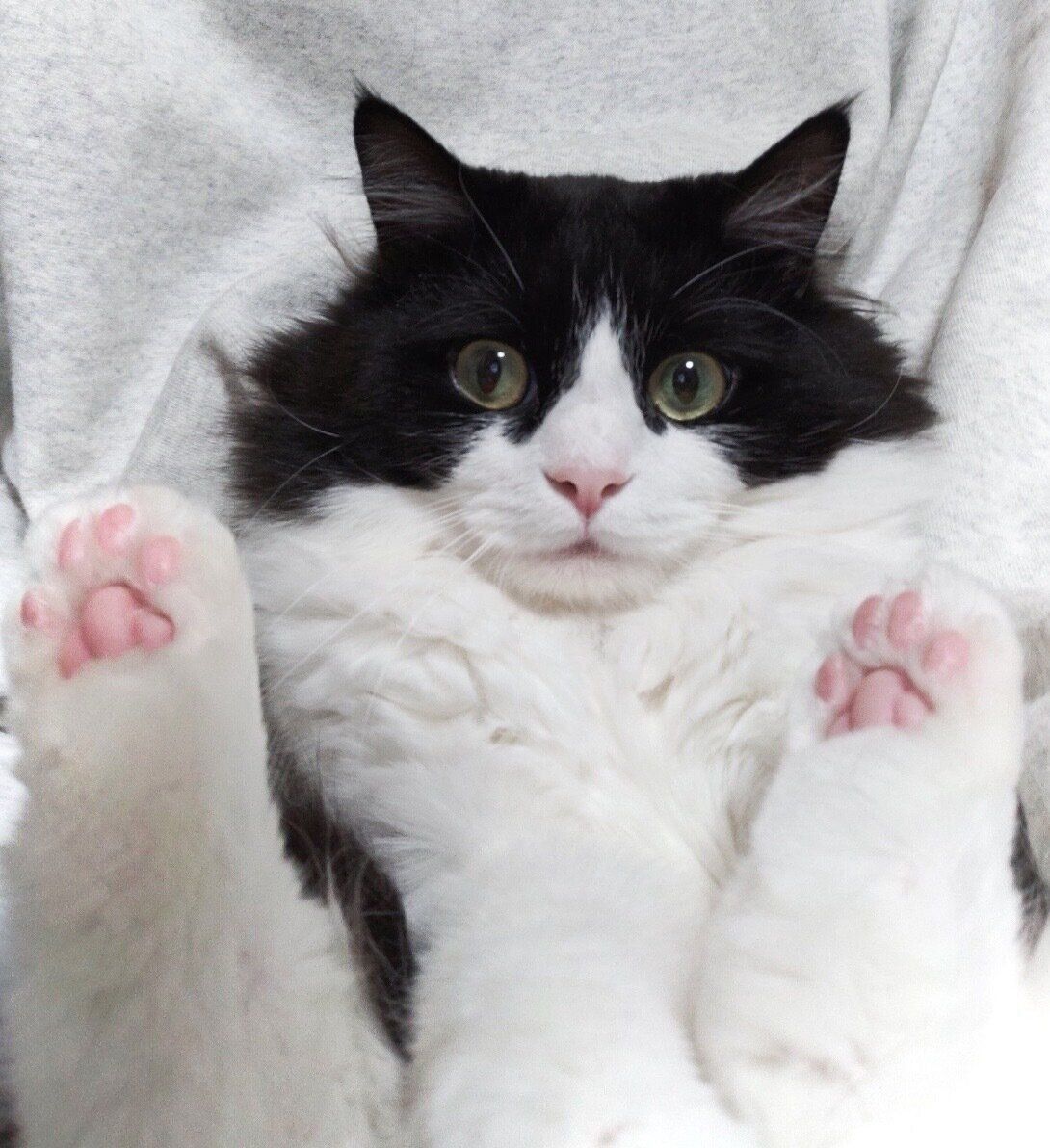 見つめるだいふくくん