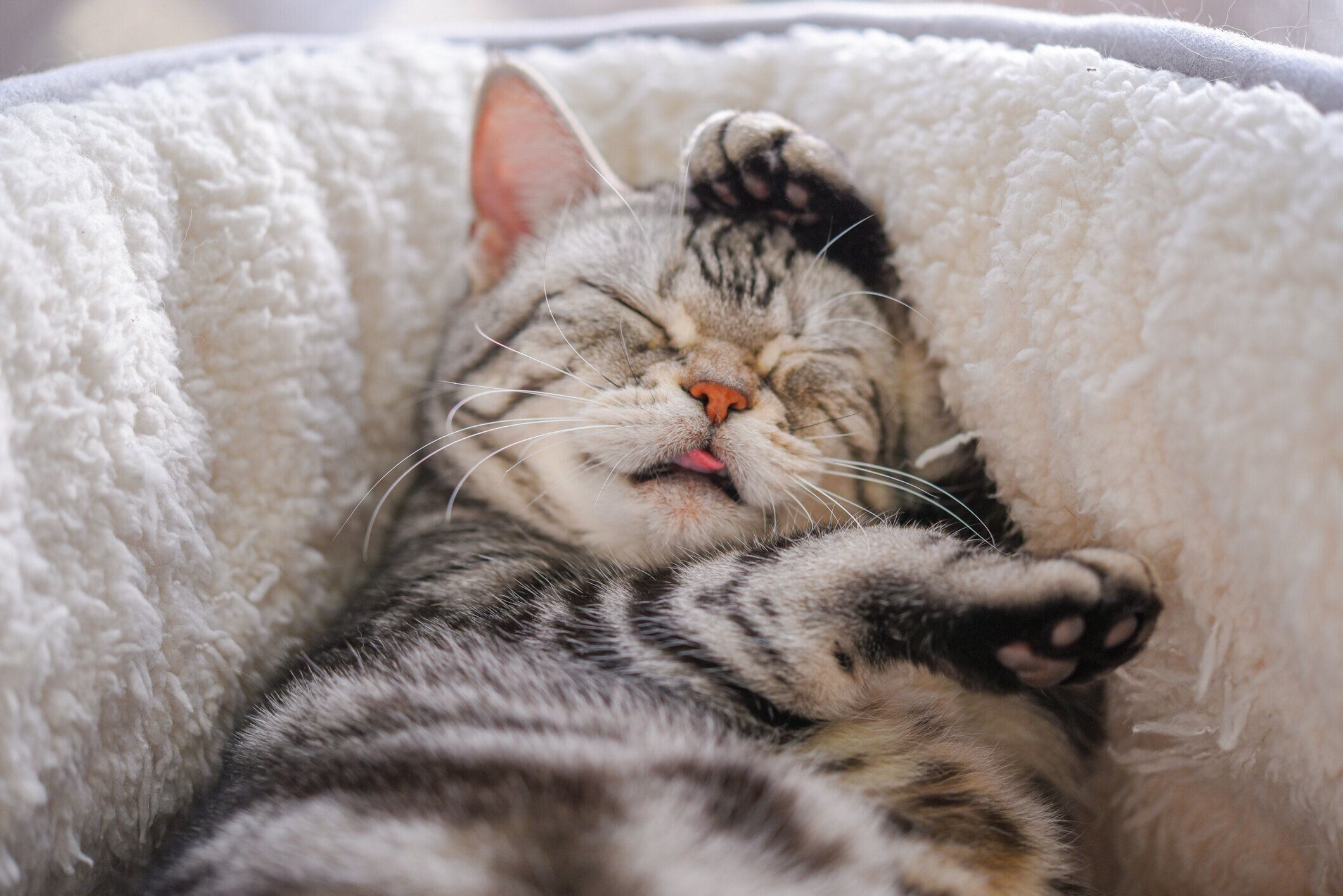 ベッドでの猫の洗顔