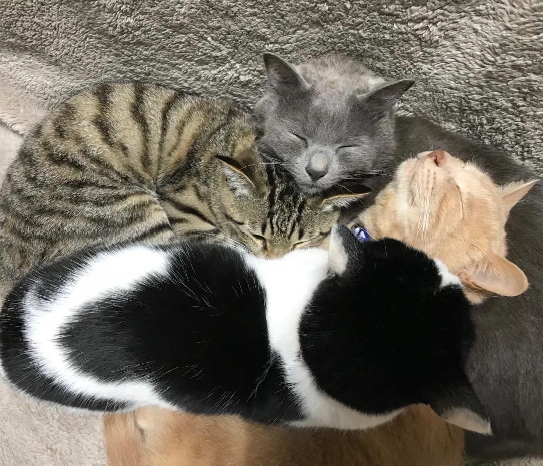 4匹集合の猫団子