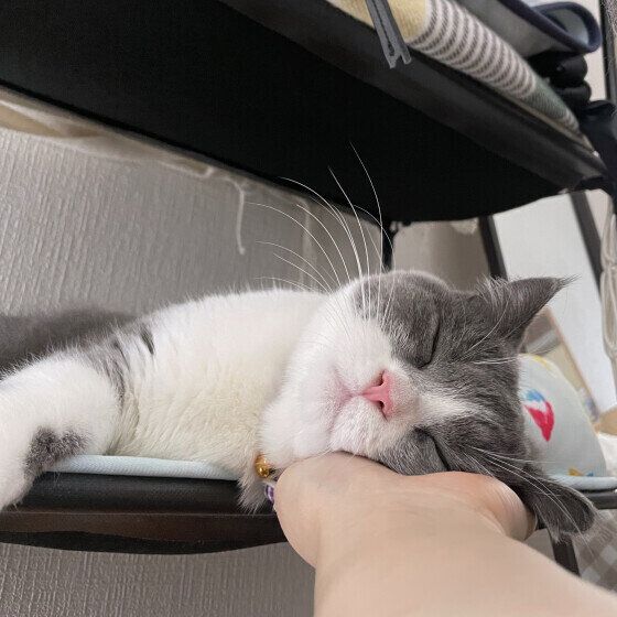 スリスリをするブリティッシュショートヘア
