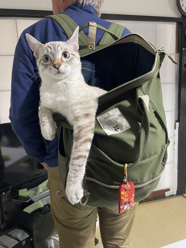 飼い主さんのリュックサックに入るちゃぼくん
