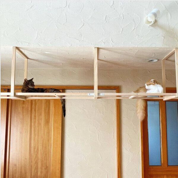 猫のDIYキャットウォーク