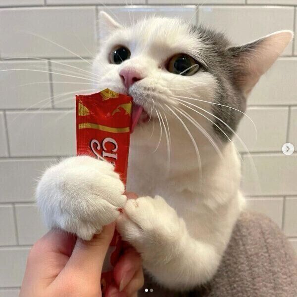 ちゅ〜るを食べるフクちゃん