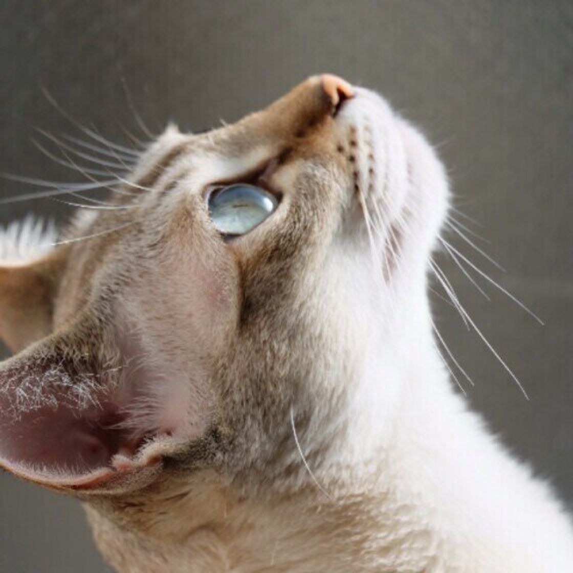 シンガプーラの特徴と飼い方 可愛い画像いっぱい ねこのきもち 猫図鑑 ねこのきもちweb Magazine シンガプーラの特徴と飼い方 可愛い画像いっぱい ねこのきもち 猫図鑑 ねこのきもちweb Magazine