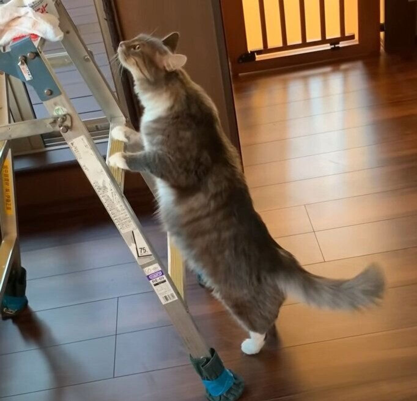 家に来た業者さんに興味津々 どこまでもついてまわる人懐っこい猫 ねこのきもちweb Magazine 家に来た業者さんに興味津々 どこまでもついてまわる人懐っこい猫 ねこのきもちweb Magazine