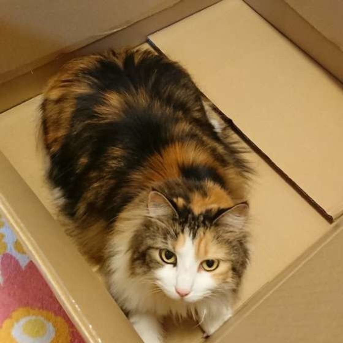 大きな体と長毛が魅力的な猫 メインクーンについて知りたい ねこのきもちweb Magazine 大きな体と長毛が魅力的な猫 メインクーンについて知りたい ねこのきもちweb Magazine