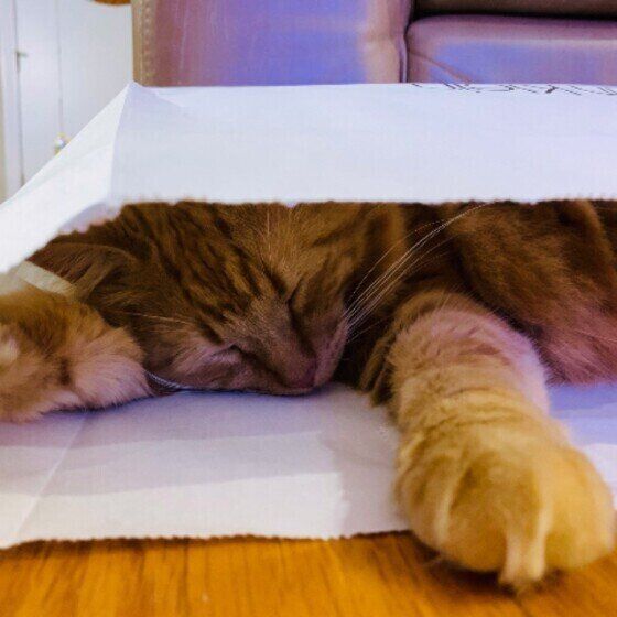 メインクーン メナードちゃん