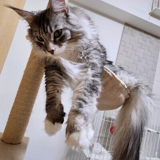 メインクーンの銀太ちゃん 