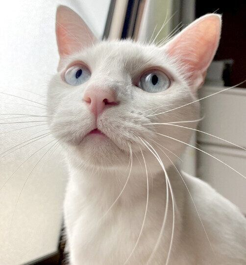 上の方を見上げる猫