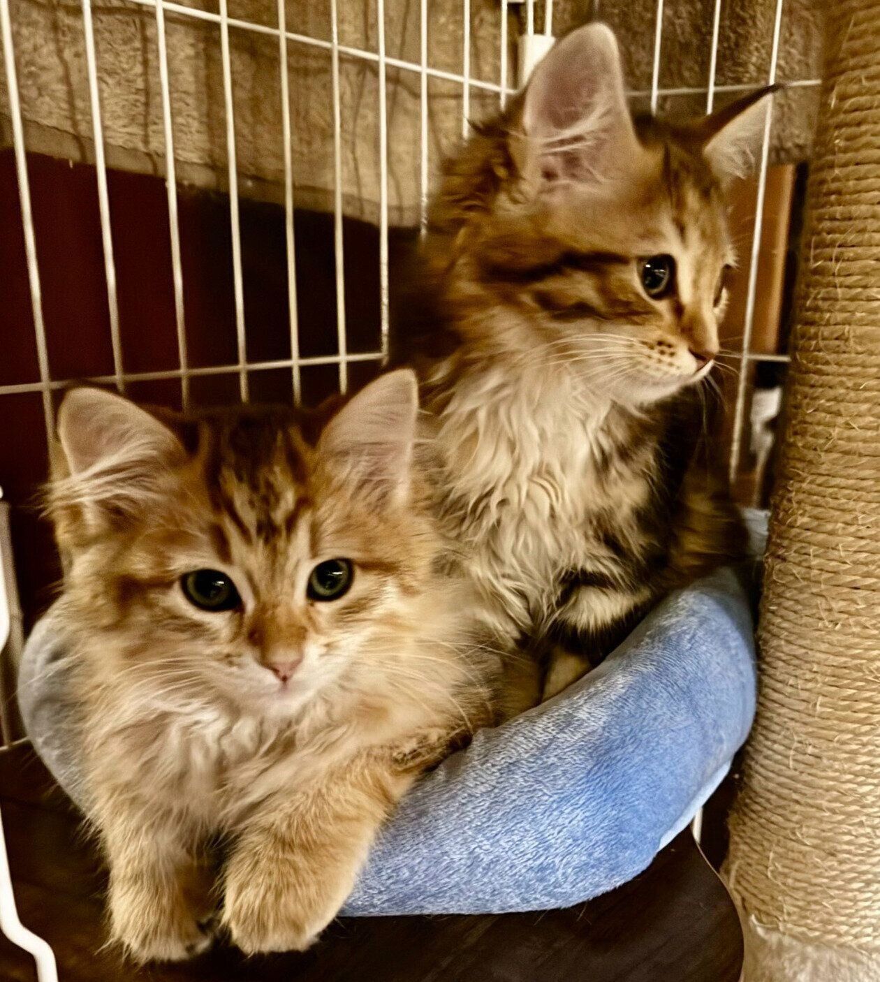 お迎え初日のブランくん、シェリーちゃん