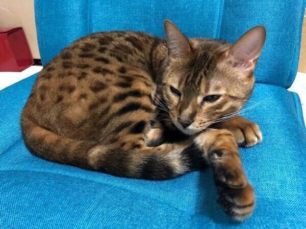 くつろぐざらめくん