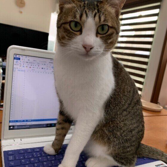 ネコハラ中のジュリアちゃん