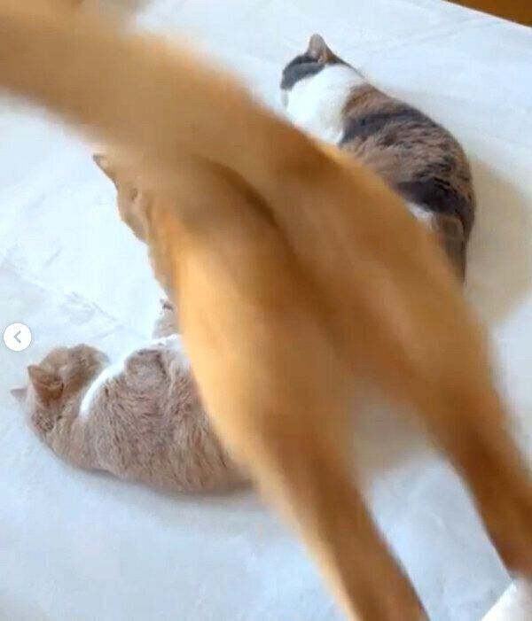 ジャンプするココちゃん