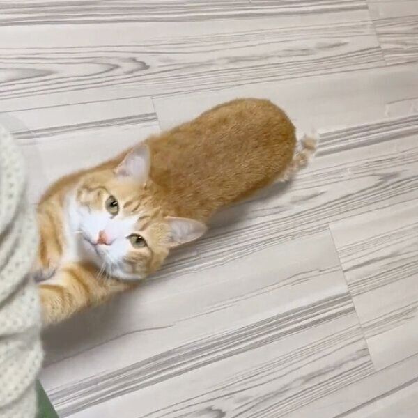 飼い主さんの残業を全力で止めたいクウちゃん