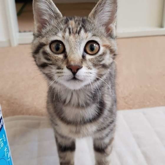 子猫のmaronちゃん