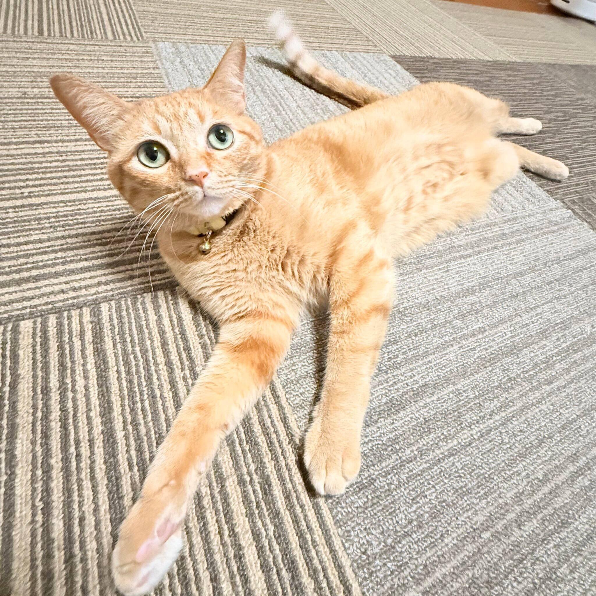 飼い主を見上げる猫