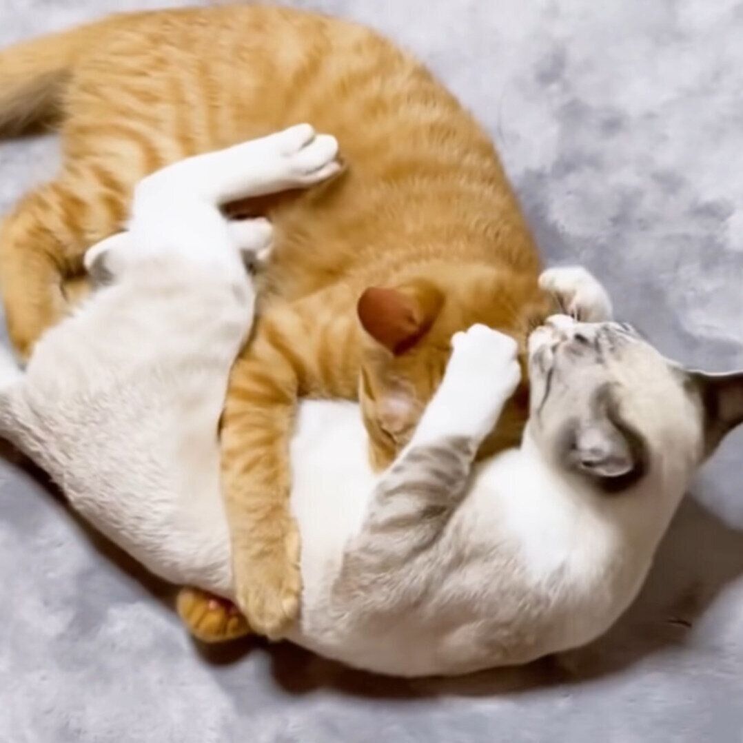 にゃんプロ中のリノちゃんとリクちゃん