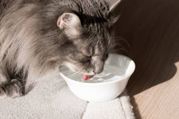 水を飲む猫