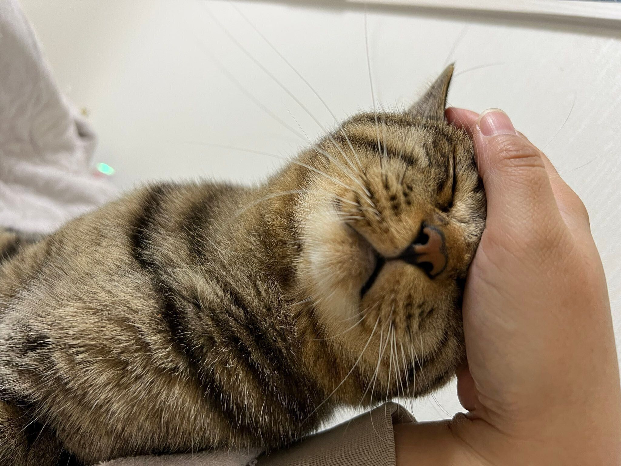 甘えるテトくん