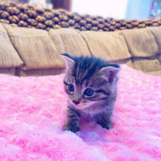 キジトラのテトちゃん